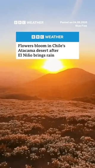 Flowers bloom in one of the driest places on Earth afrer El Nino brings rain