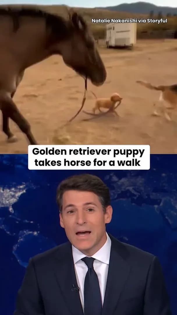 A Golden Retriever puppy takes a horse for a walk