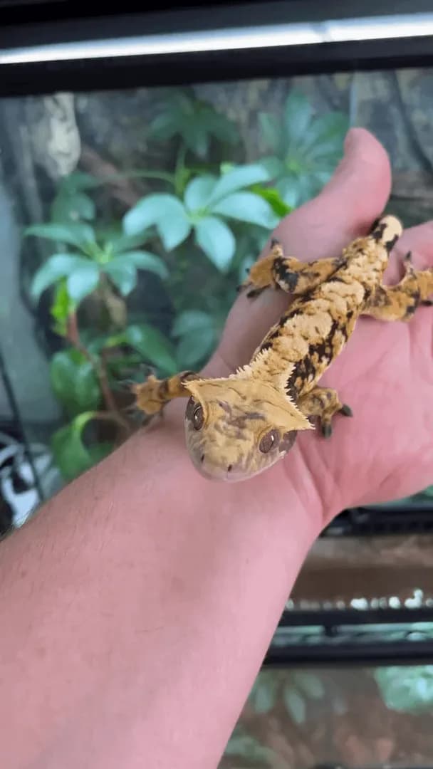 Crested Gecko (Correlophus ciliatus) A unique lizard species native to New Caledonia, famous for the eyelash-like crests above its eyes. Known for its docile nature, varied color morphs, and agility,