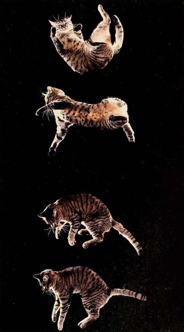 A cat reorienting itself in mid-air during a fall, captured frame by frame