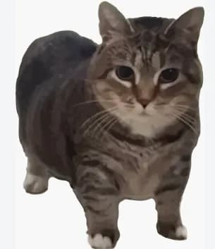 The OG cat behind the oiiaioiiiai meme is a blind rescue cat, Ethel, adopted in 2018 from the Cat Welfare Association in Ohio. Because of her lack of sight, Ethel would experience spatial orientation