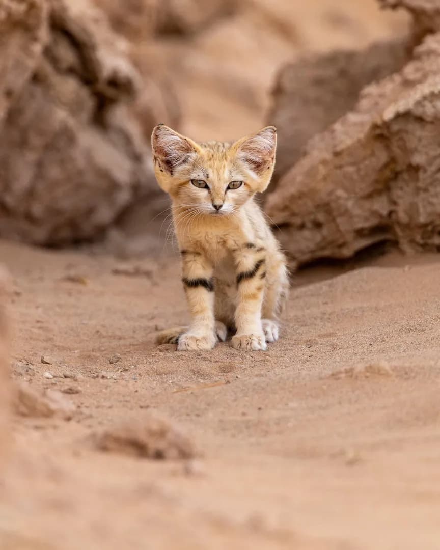 A rare sand cat kitten was spotted in Morocco’s desert. [📸: Rémi Vaucher]