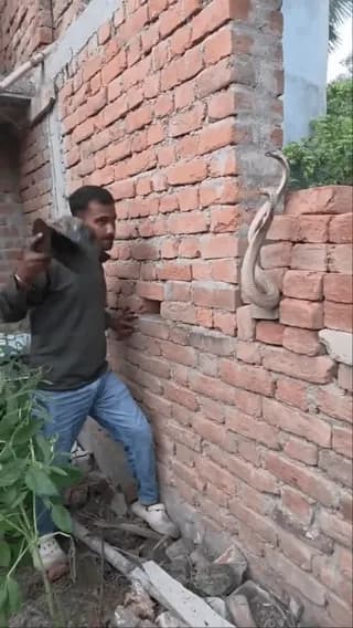 Snake catcher in India calmly handles two massive cobras with his bare hands and a stick