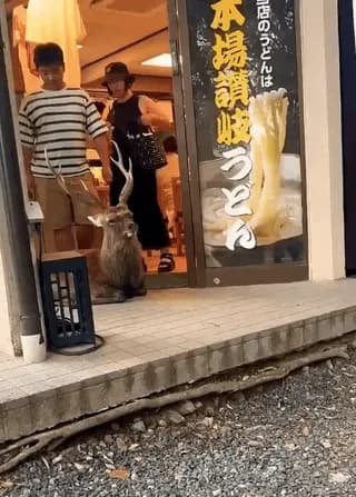 Deer chilling at the entrance to a shop