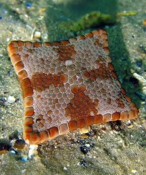 a starfish born square due to a birth defect