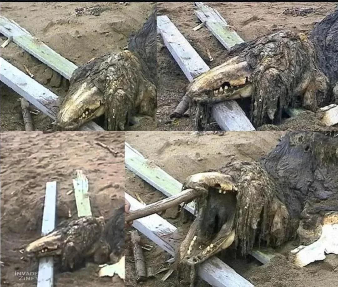 Heavily decomposed whale carcass