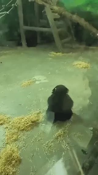 Little Chimpanzee playing alone with some straw