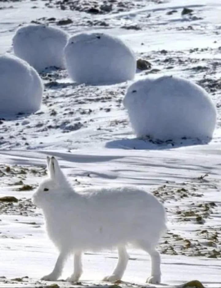 Here is an artic hare standing on its legs