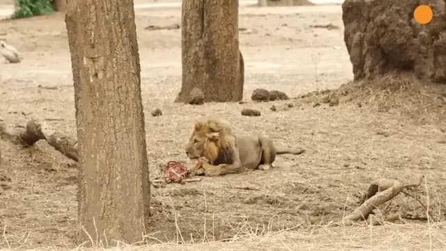 Lioness Flirts With a Male Lion and Then Tries to Steal His Food