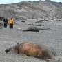 Bacteria suspected in deaths of hundreds of baby whales off Argentina