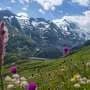 Tracking the movement of plants