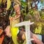 Elastic fantastic: The deadly fluid of pitcher plants