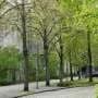 How cities can go greener in a warming climate