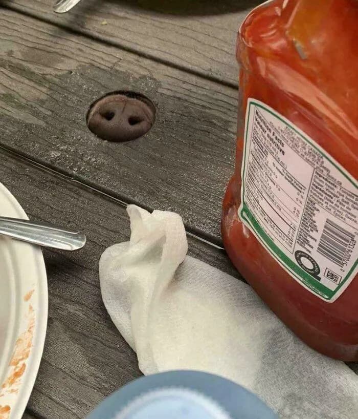 I nose there's food