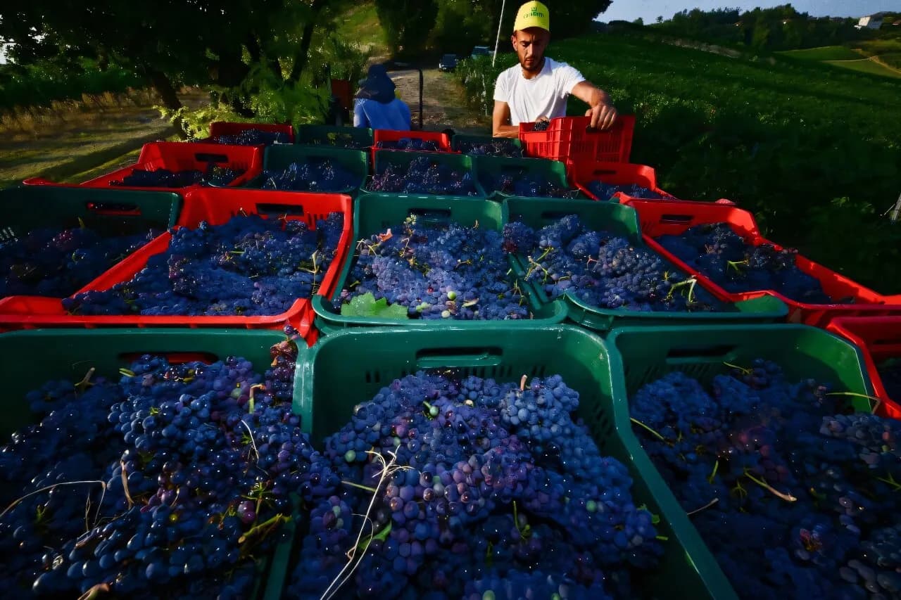 French, Italian winegrowers face earliest ever harvest