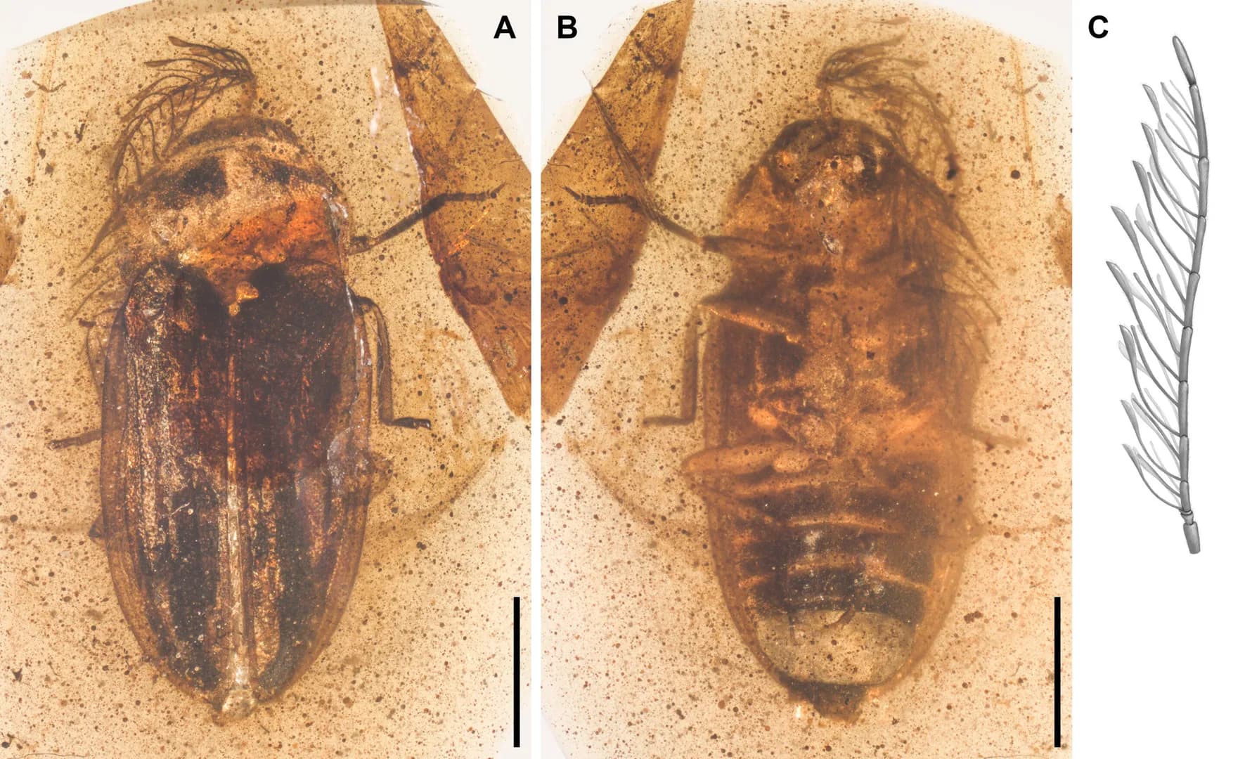 Cretaceous beetle fossil reveals early evolution of firefly sensory and signaling systems