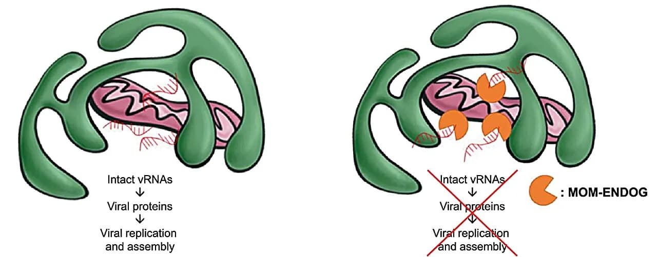 A single RNA-based therapeutics approach against multiple types of RNA viruses