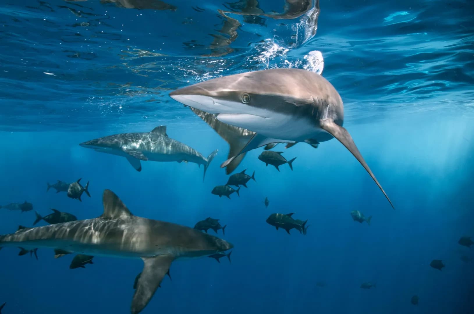 Shark finning regulations have not significantly changed global trade, new analysis finds