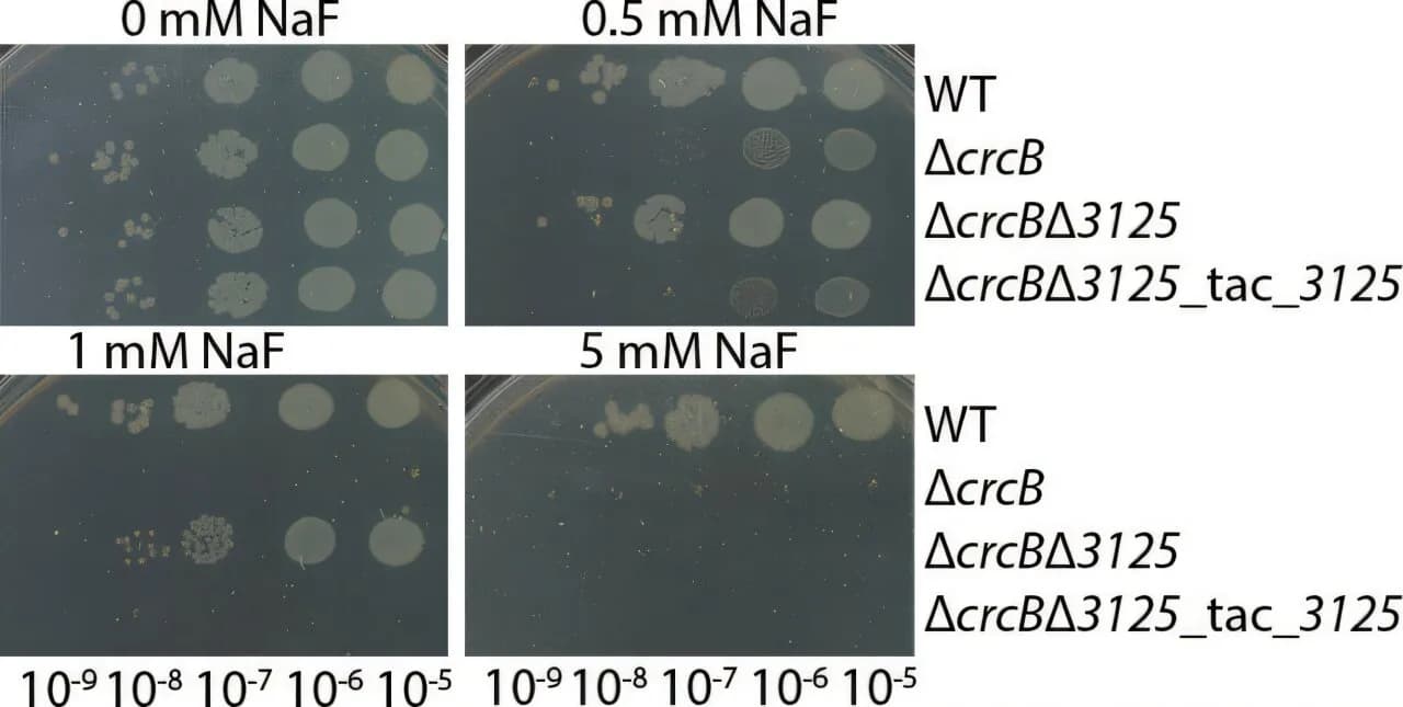 A backup fluoride defense in soil bacteria could aid greener chemical production