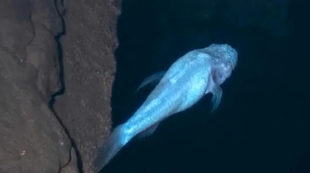 Demogorgonichthys is a name inspired by stranger things that was given to a new fish that was discovered by scientists in Alabama