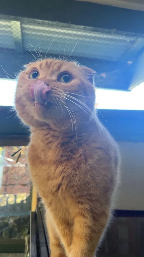 My baby boy always greets me here from the veranda 🥰