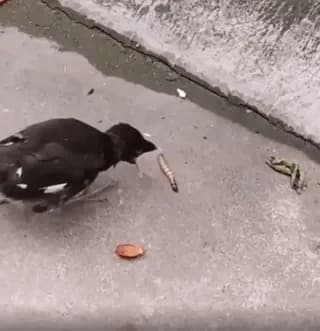 Young bird thinking food will automatically jump to their mouth since their mothers fed them like that