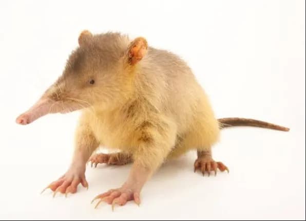 the solenodon is one of the only venomous mammals to exist, its venom being analogous to that of a viper