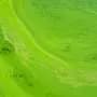 Nanopore method improves detection of cyanobacteria toxins in lake water