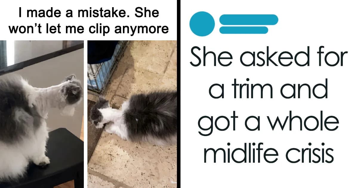 72 Wholesome Animal Memes That Might Heal Your Tired Soul