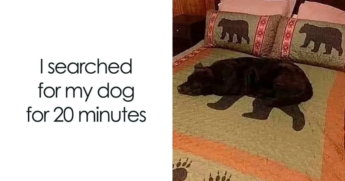 This Page Shared 38 Funny Dog Memes That Might Put You In A Better Mood