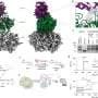 First metabolically activated molecular glue degrader may target cancer cells under oxidative stress