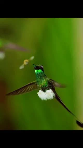 This image features a male Booted Racket-tail (Ocreatus underwoodii), one of the most distinctive hummingbirds in South America