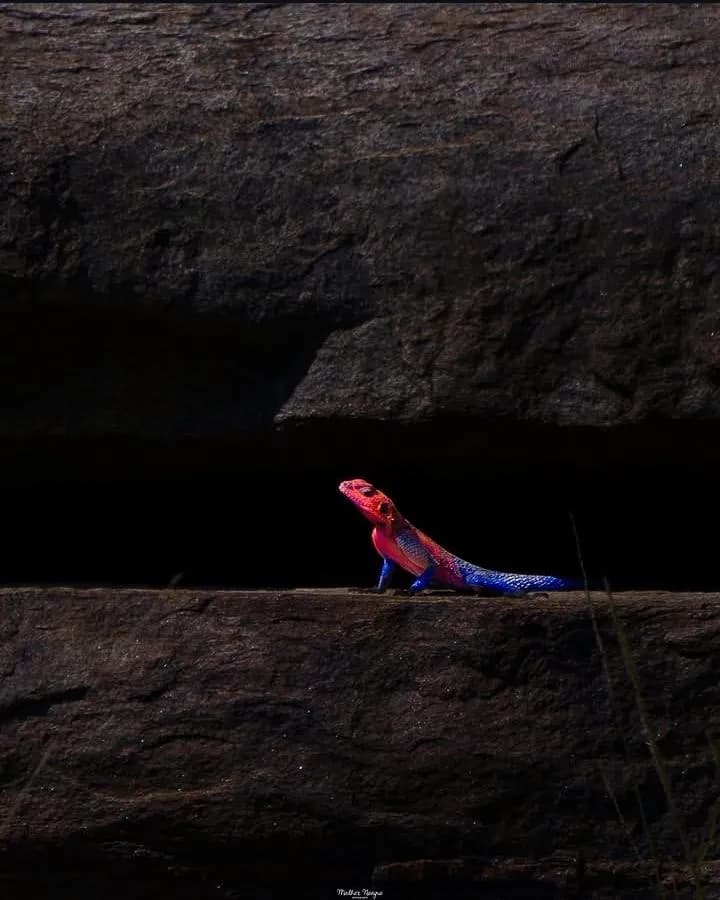 The Spider Man of the African savanna. The Mwanza flat-headed rock agama. (Credits : madhurnangia_photography)