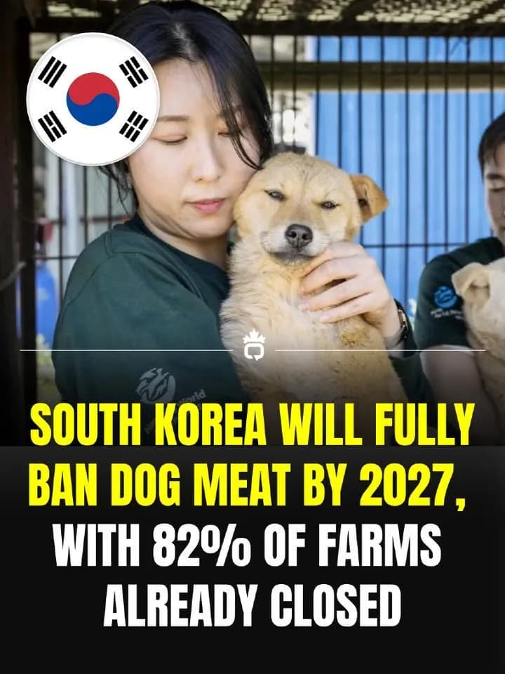 South Korea is closing the dog meat industry.