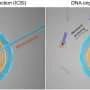 DNA origami nanosyringe actively transports molecules into synthetic cells