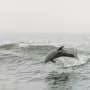 Dolphins learn how to use tools to hunt for fish from their mothers