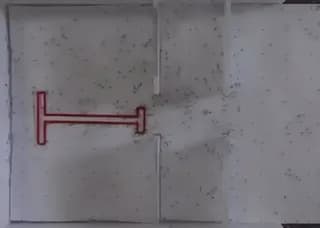 Who knew ants were good with puzzles