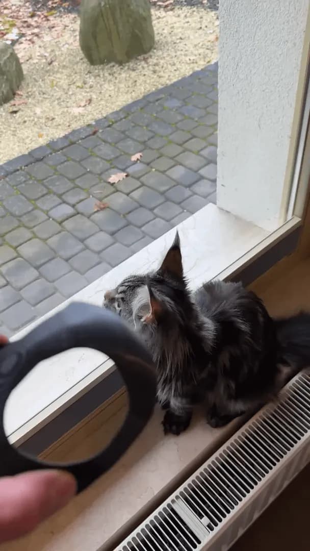 Batcat