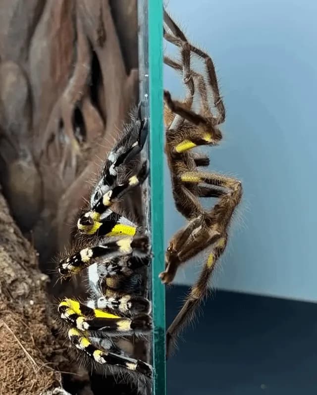 Two Indian Ornamental tarantulas (Poecilotheria regalis) "talking" through glass using seismic drumming for mating communication. (Left female, right male)