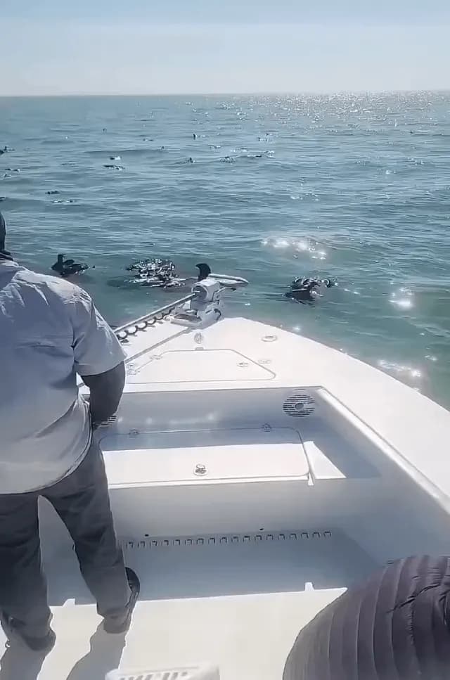 Vultures falling from the sky off the coast of Florida, near Islamorada