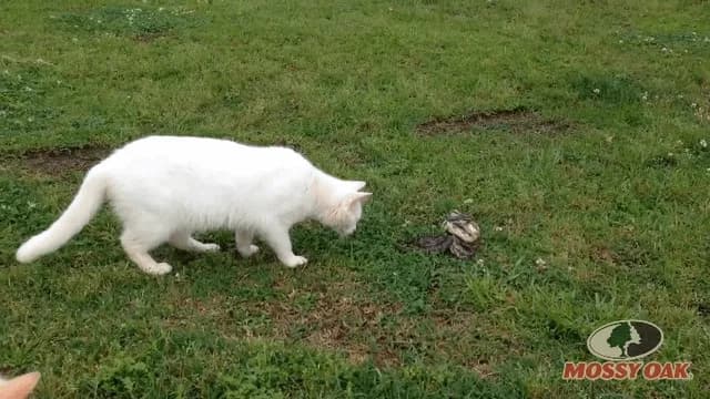 A cat’s 20 millisecond reaction time on full display as it dodges a snake bite