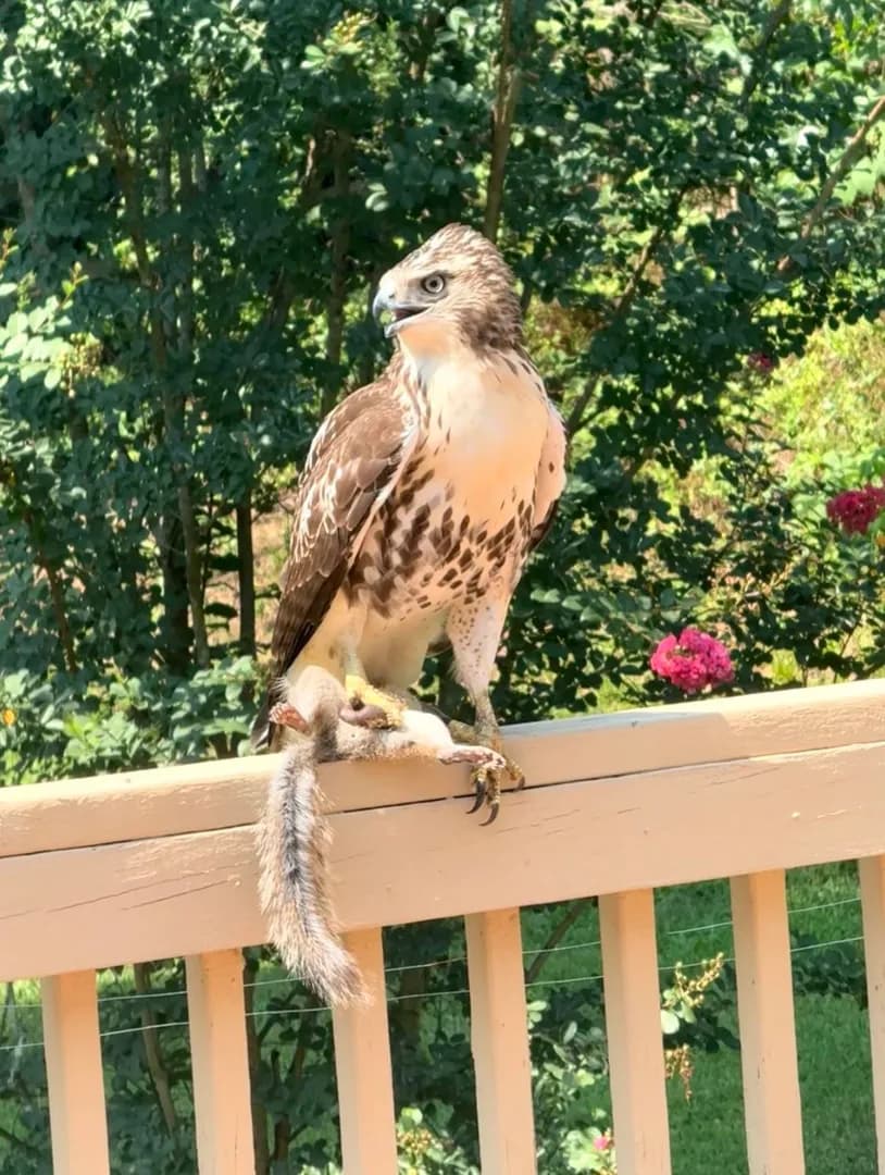 Today I saw a juvenile red tailed hawk catch a squirrel by the nuts