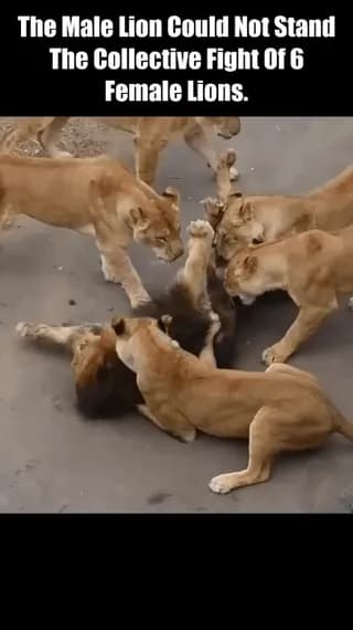 Male Lion Gets Bullied by Six Female Lions