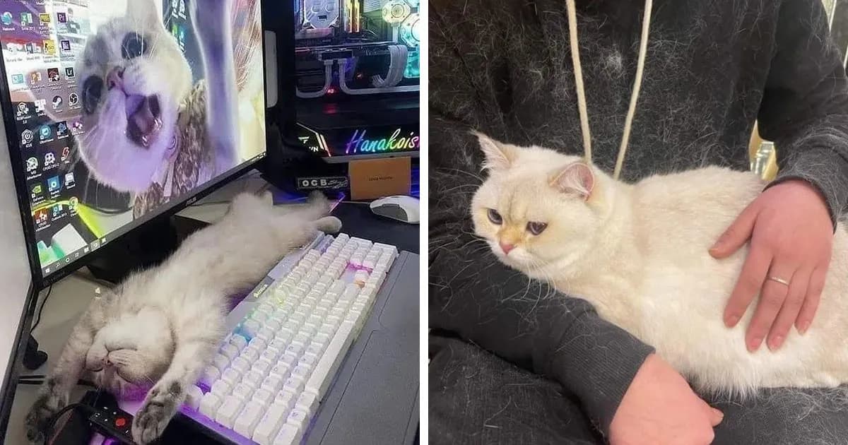 46 Hilarious Cat Pics Shared By A Page That Knows Cats Are Never Normal