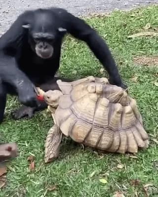 Chimpanzee and tortoise sharing an apple.