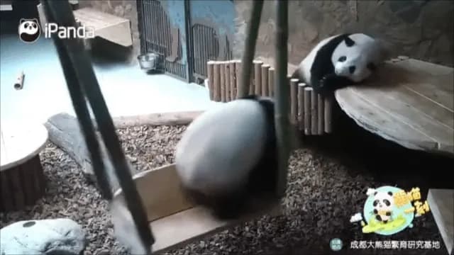 Panda learned to swing