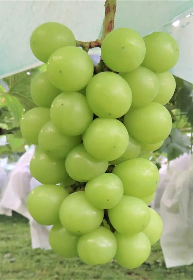 TIL the developer of the Japanese Shine Muscat grape never registered it for overseas protection, which made it ineligible for overseas royalties. As a result, about 10 billion yen is lost annually du