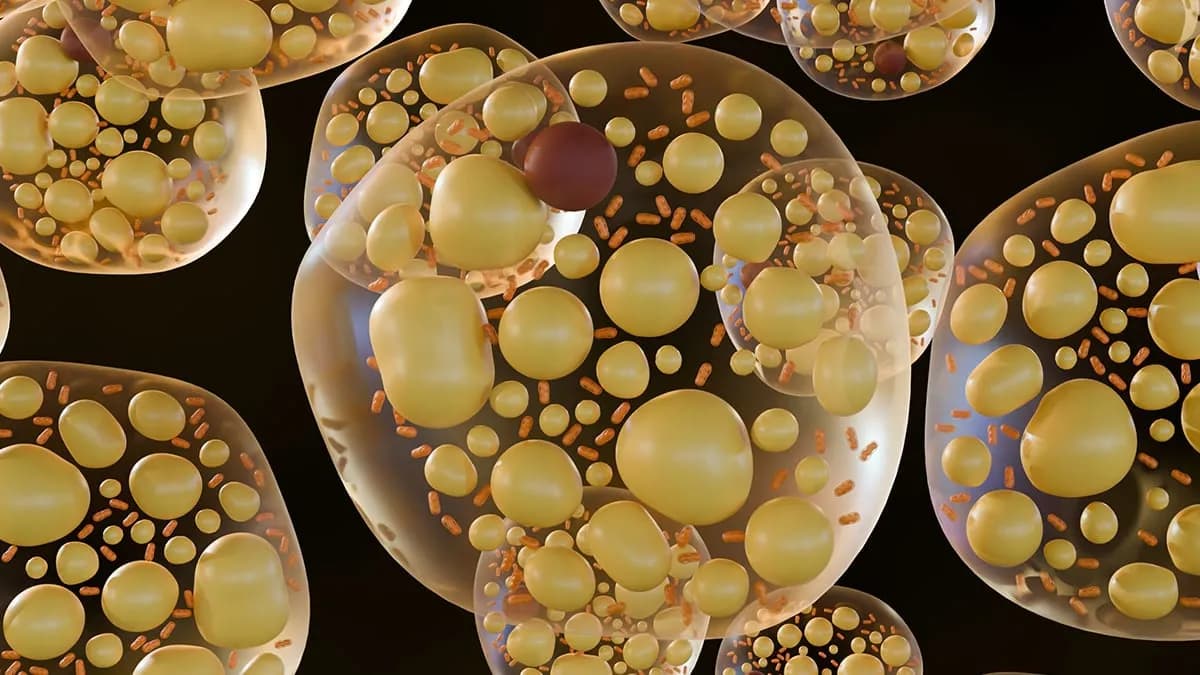 Rare Variants in One Gene May Help The Body Burn Fat Instead of Storing It