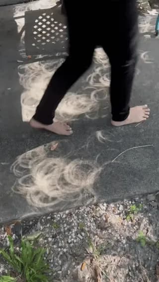 During a solar eclipse, something incredible happens under the trees: the gaps between the leaves project small images of the eclipse onto the ground.