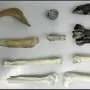 Ancient penguin fossils offer new window into Antarctica's changing climate